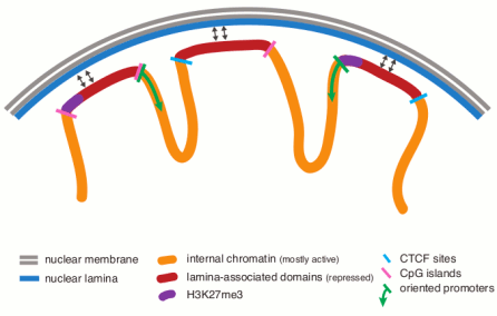 Nuclear Lamina and Chromosomal Organization